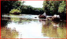 Pichavaram