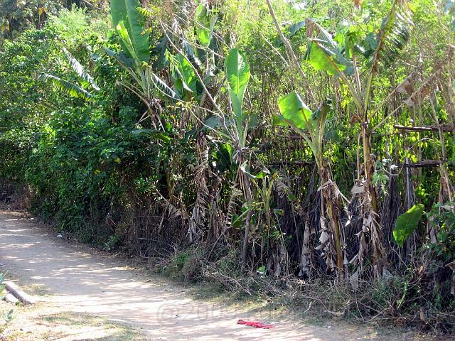 tp13.jpg - The plantain thoppu with betel  leaf creepers growing in between